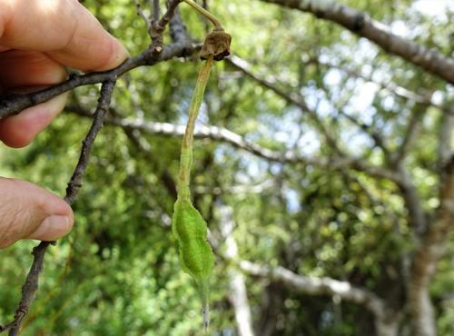 Image of Sophora fulvida by (c) Jacqui Geux, some rights reserved (CC BY)