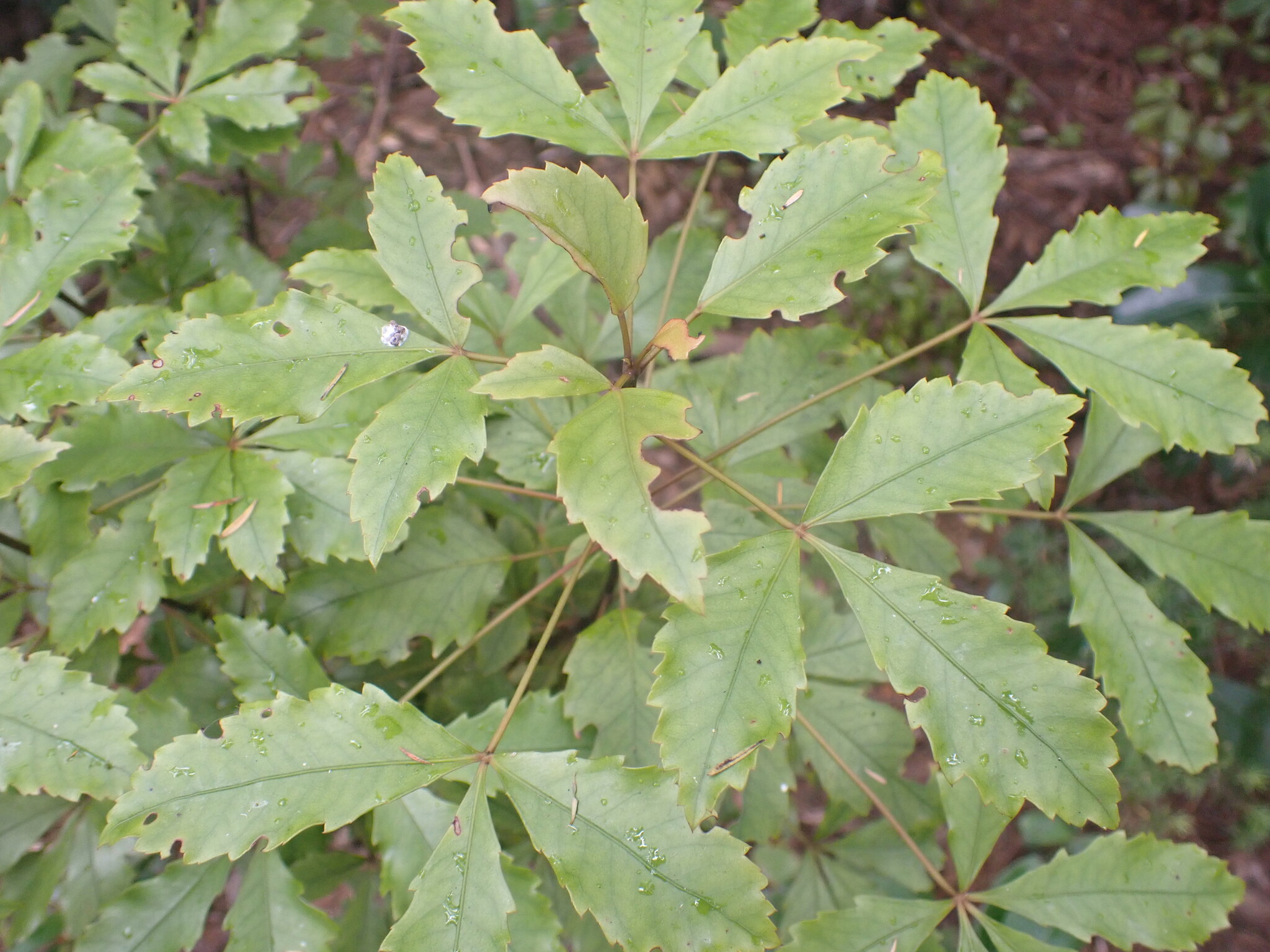 Pseudopanax discolor