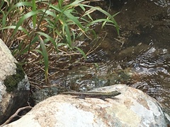 Platysaurus mitchelli