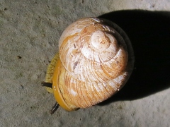 Granodomus lima