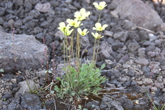 Papaver variegatum