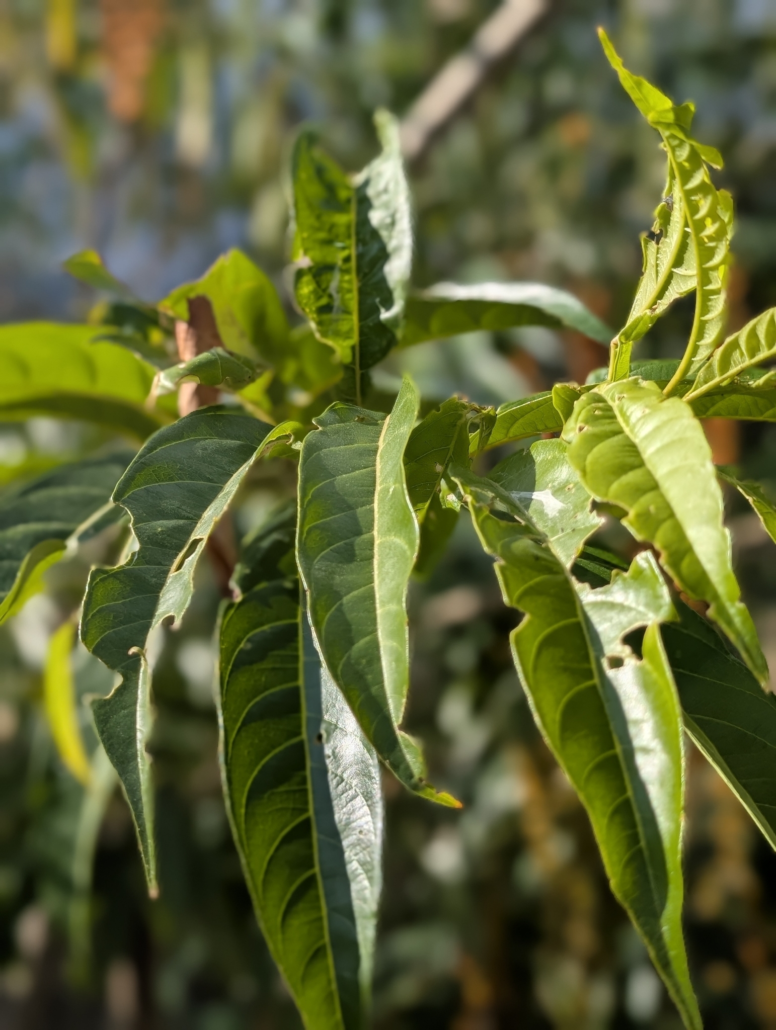Foto de Citharexylum donnell-smithii Greenm.