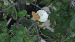 Opsiphanes boisduvallii