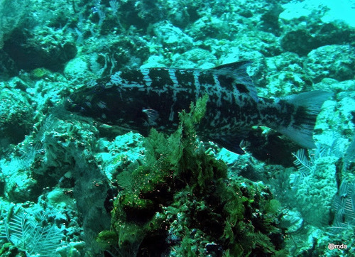 Highfin Coralgrouper — seen at this dive site
