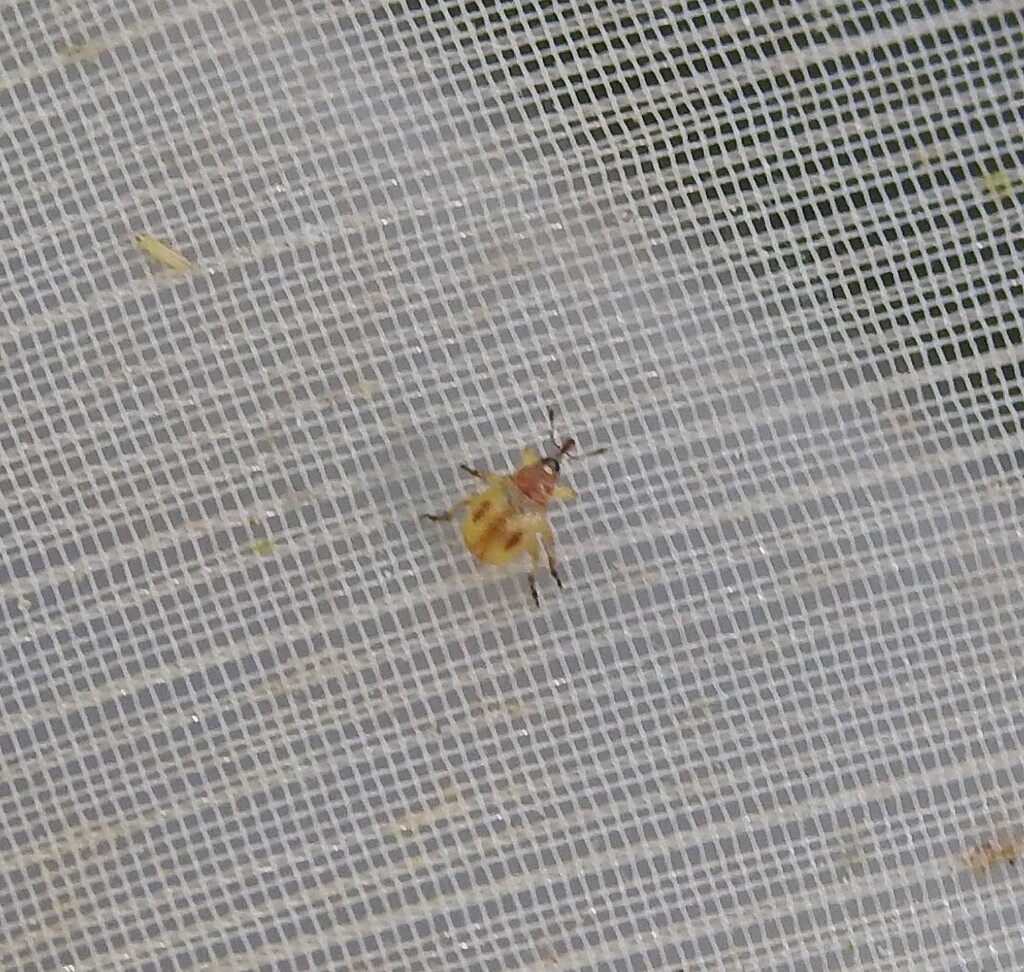 Hypophyes pallidulus
