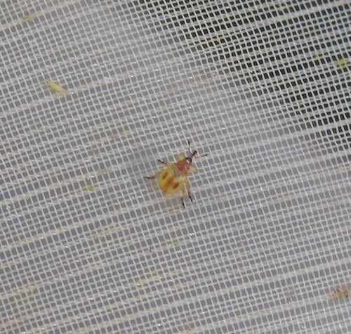 Hypophyes pallidulus