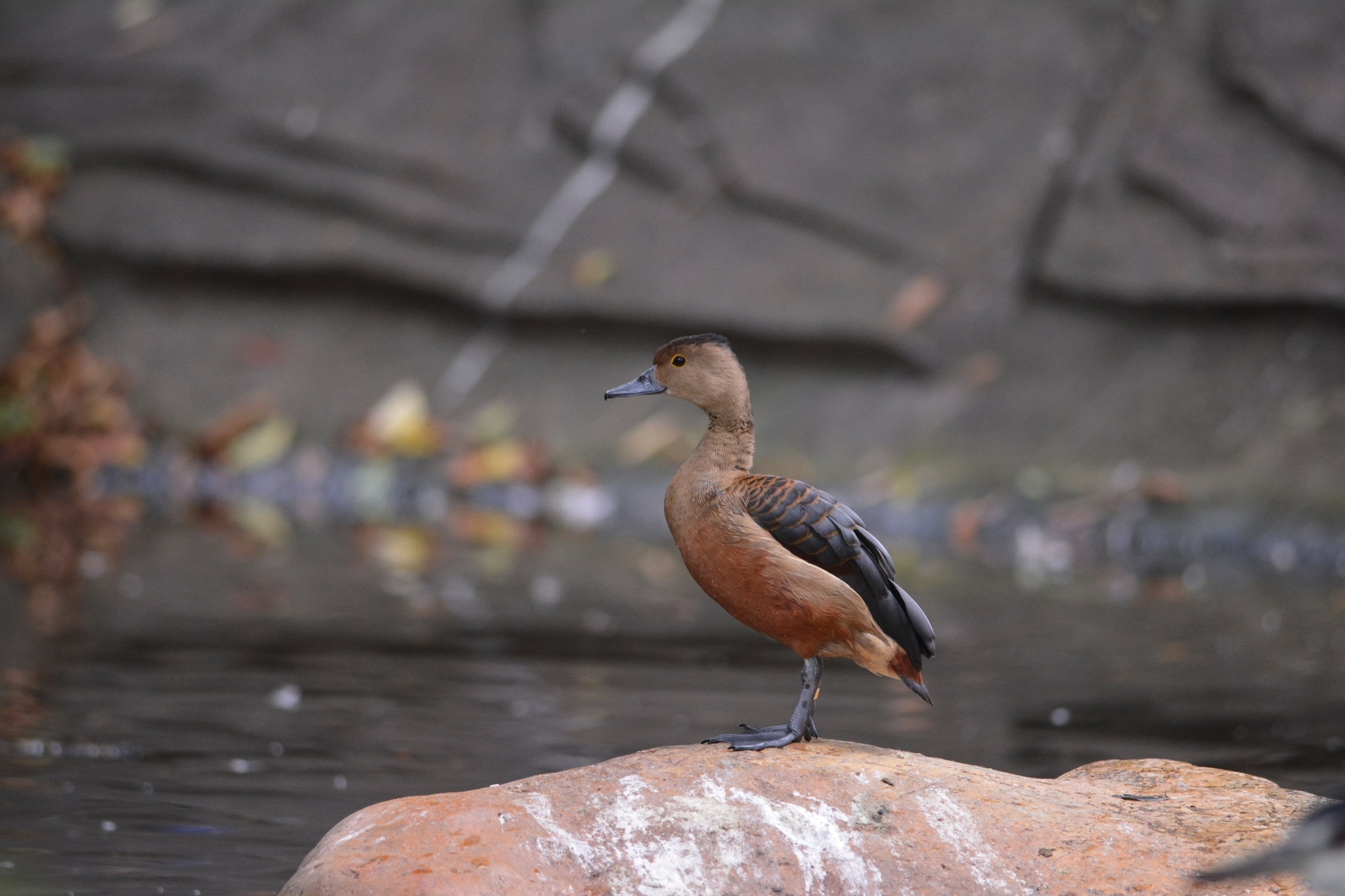 Lesser Whistling Duck