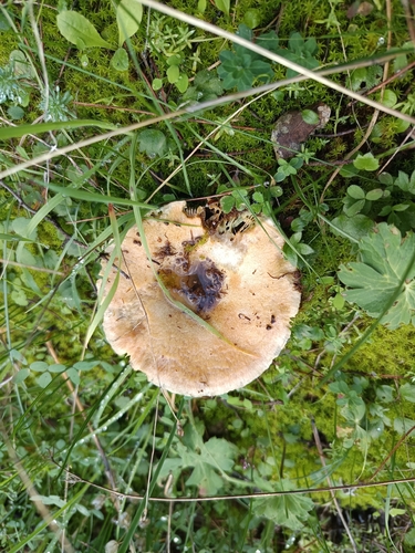 Lactarius sanguifluus — (c) Σταυρούλα Χρήστος, some rights reserved (CC BY)
