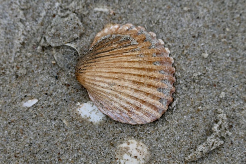 Rough Cockle, Texel, Niederlande, photo 8 of 10