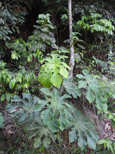 white cecropia (Cecropia polystachya)