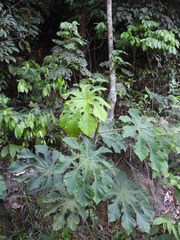 Cecropia polystachya, photograph author not stated, no rights reserved