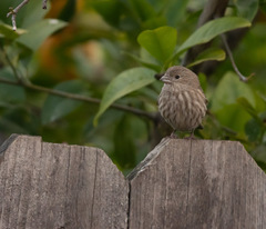 Haemorhous mexicanus
