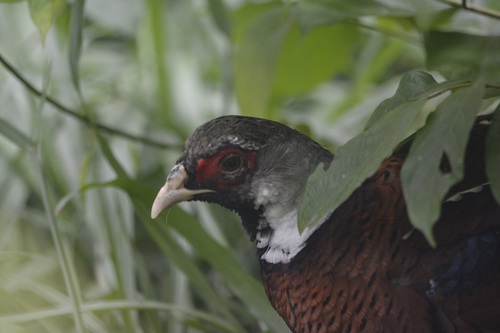 Elliot's Pheasant (Syrmaticus ellioti)