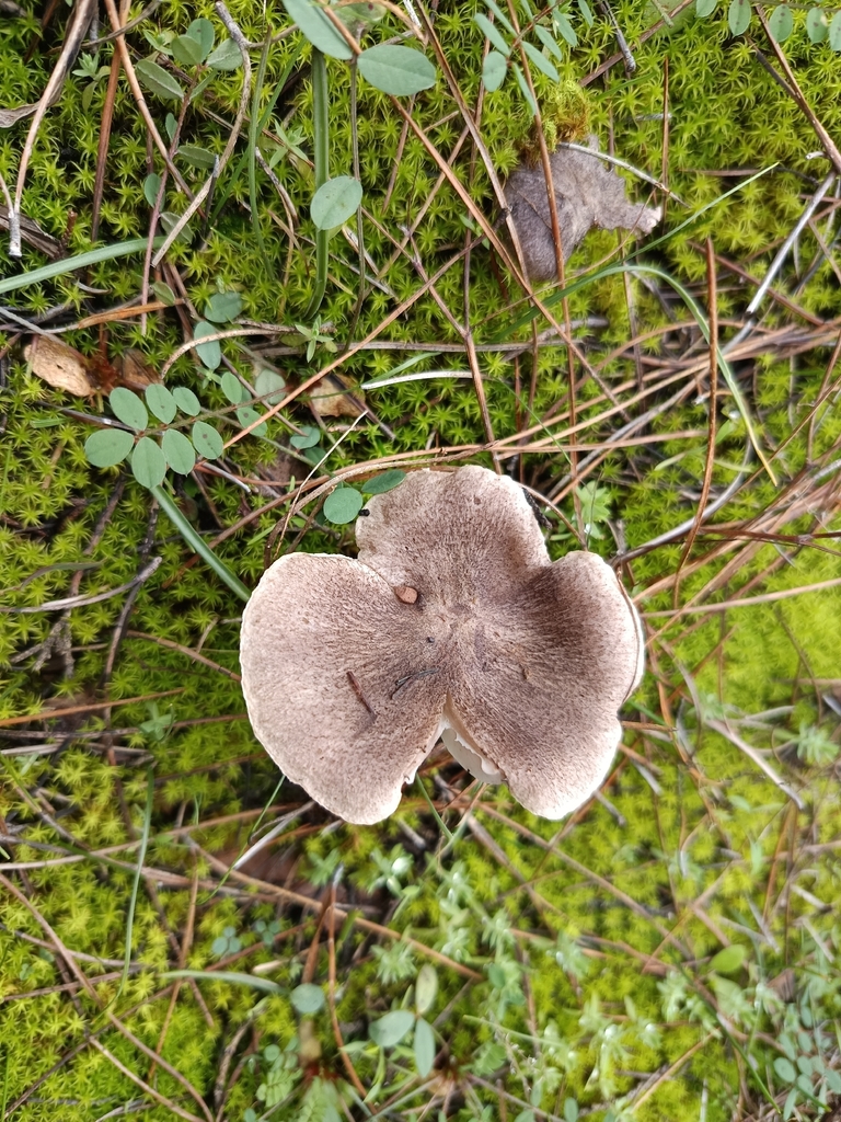 Tricholoma terreum · December 2025 · photo: © geoexplorers (iNaturalist, cc-by-nc)