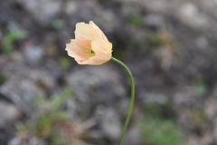 Papaver variegatum