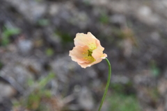 Papaver variegatum