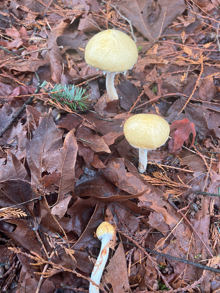 Stropharia ambigua · December 2025 · photo: © saintaardvark (iNaturalist, cc0)