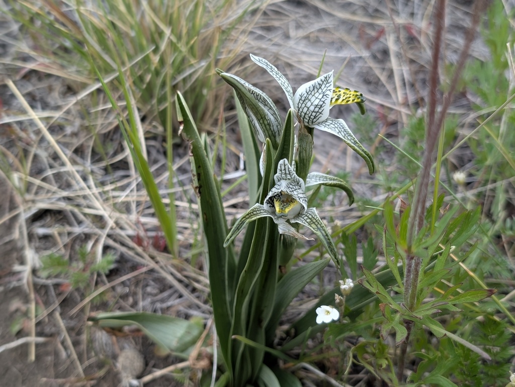 Chloraea magellanica
