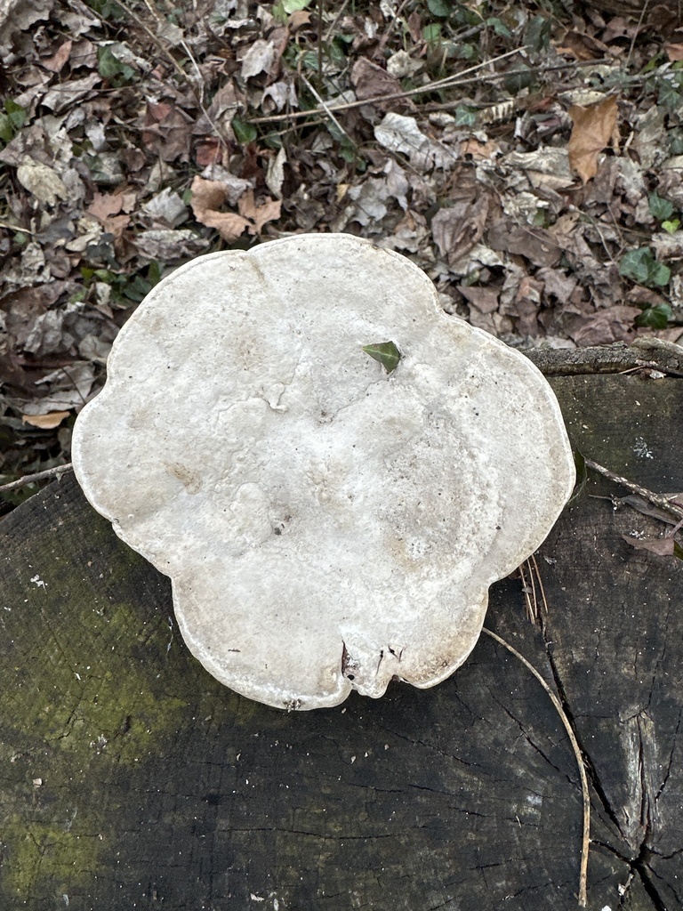 Trametes aesculi · December 2025 · photo: © dinnie16 (iNaturalist, cc0)