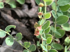 Phyllanthus glaucophyllus