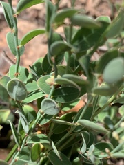 Phyllanthus glaucophyllus