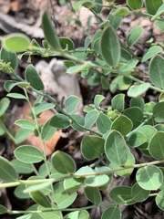 Phyllanthus glaucophyllus