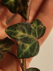 Hedera helix