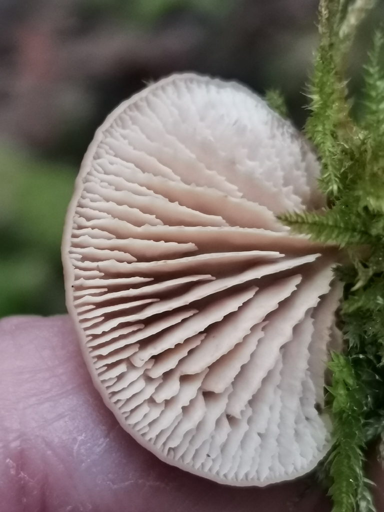Lentinellus flabelliformis