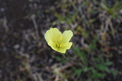 Papaver variegatum