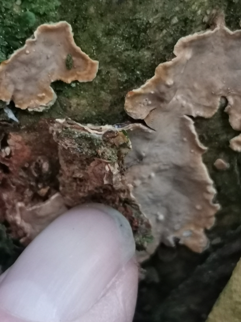 Stereum rugosum · December 2025 · photo: © kaitaaho (iNaturalist, cc0)