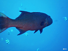Plectropomus oligacanthus