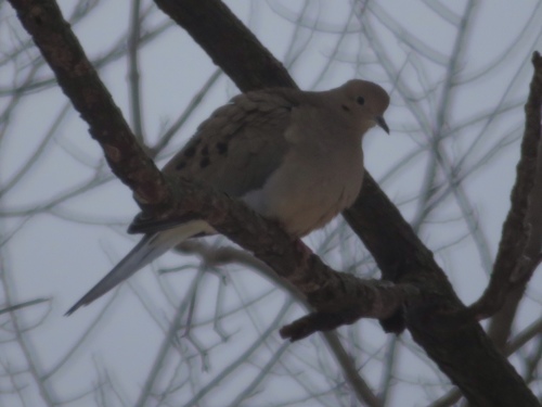 Mourning Dove photographed in Iowa
