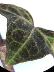 Hedera helix