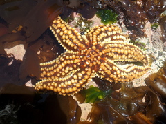 Meyenaster gelatinosus