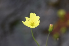 Papaver variegatum