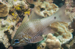 Ostorhinchus norfolcensis