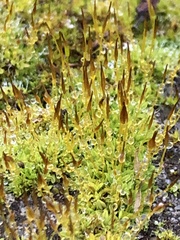 Tortula muralis
