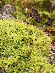 Tortula muralis