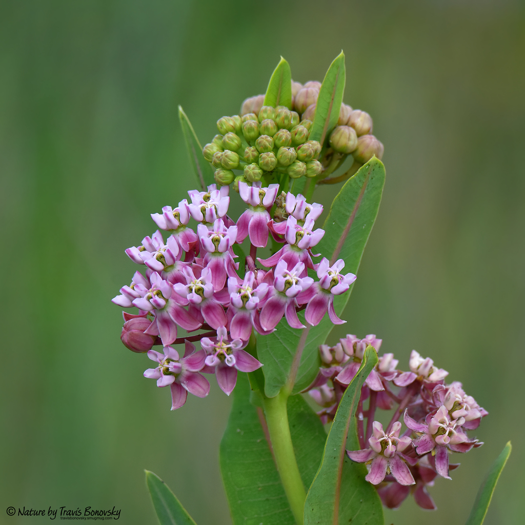 prairie milkweed
