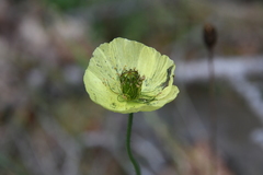 Papaver variegatum