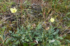 Papaver variegatum