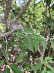 Olax dissitiflora