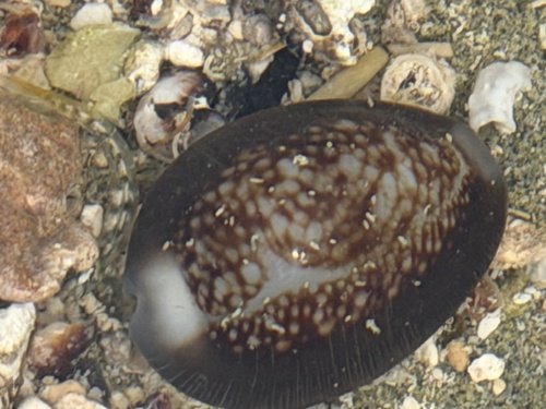 Monetaria caputserpentis observed 2025-12-27
