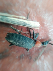 Galerita collaris
