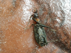 Galerita collaris
