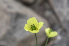 Papaver variegatum