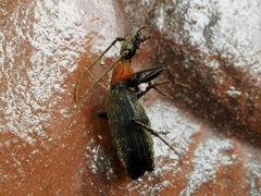 Galerita collaris
