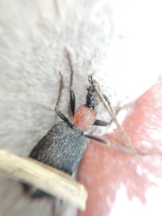 Galerita collaris