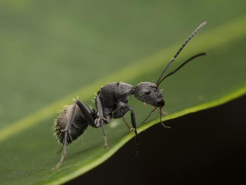 Camponotus esauCamponotus esau