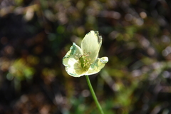 Papaver variegatum